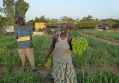Westafrika, Senegal: 16-tägige Rundreise durch Senegal - Gemüseernte in Djilor