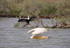 Westafrika, Senegal: 16-tägige Rundreise durch Senegal - Vogelbeobachtung im Nationalpark Djoudj