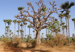 Westafrika, Senegal: 16-tägige Rundreise durch Senegal - Palmenwald mit einem Baobab